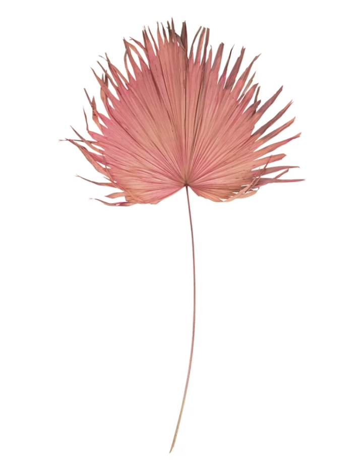 Raspberry Anahaw Dried Palm