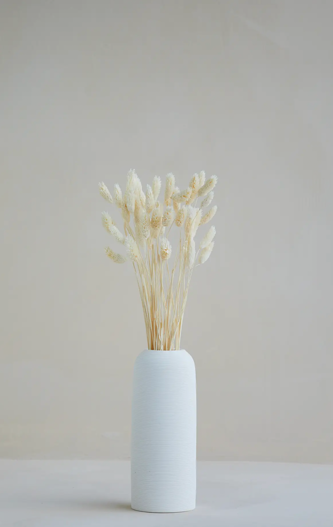 Dried White Phalaris Grass