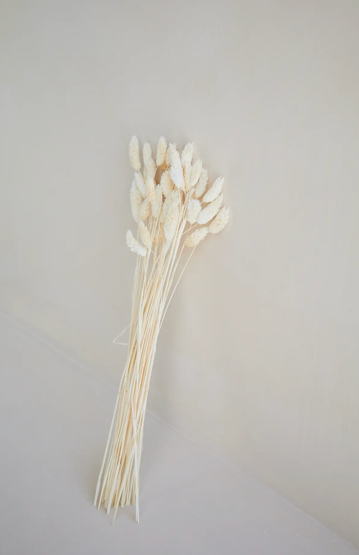 Dried White Phalaris Grass