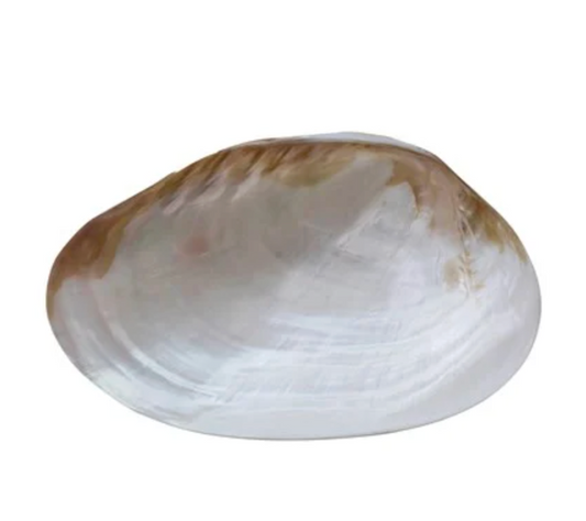 Sea Shell Footed Dish