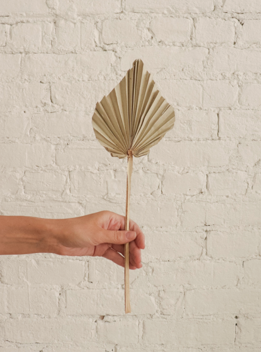 Dried Palm - Bundle of 3