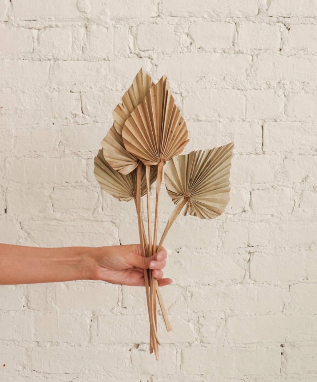 Dried Palm - Bundle of 3