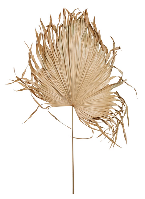 Dried Palm Fan - Clothe Boutique
