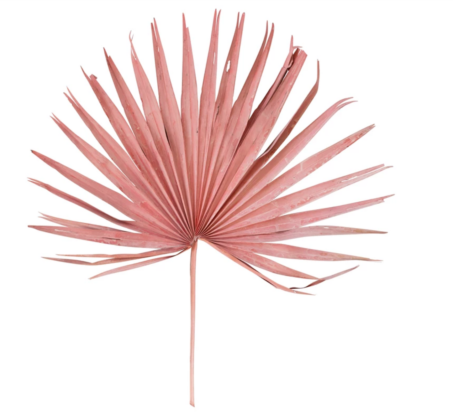 Pink Palm Leaf