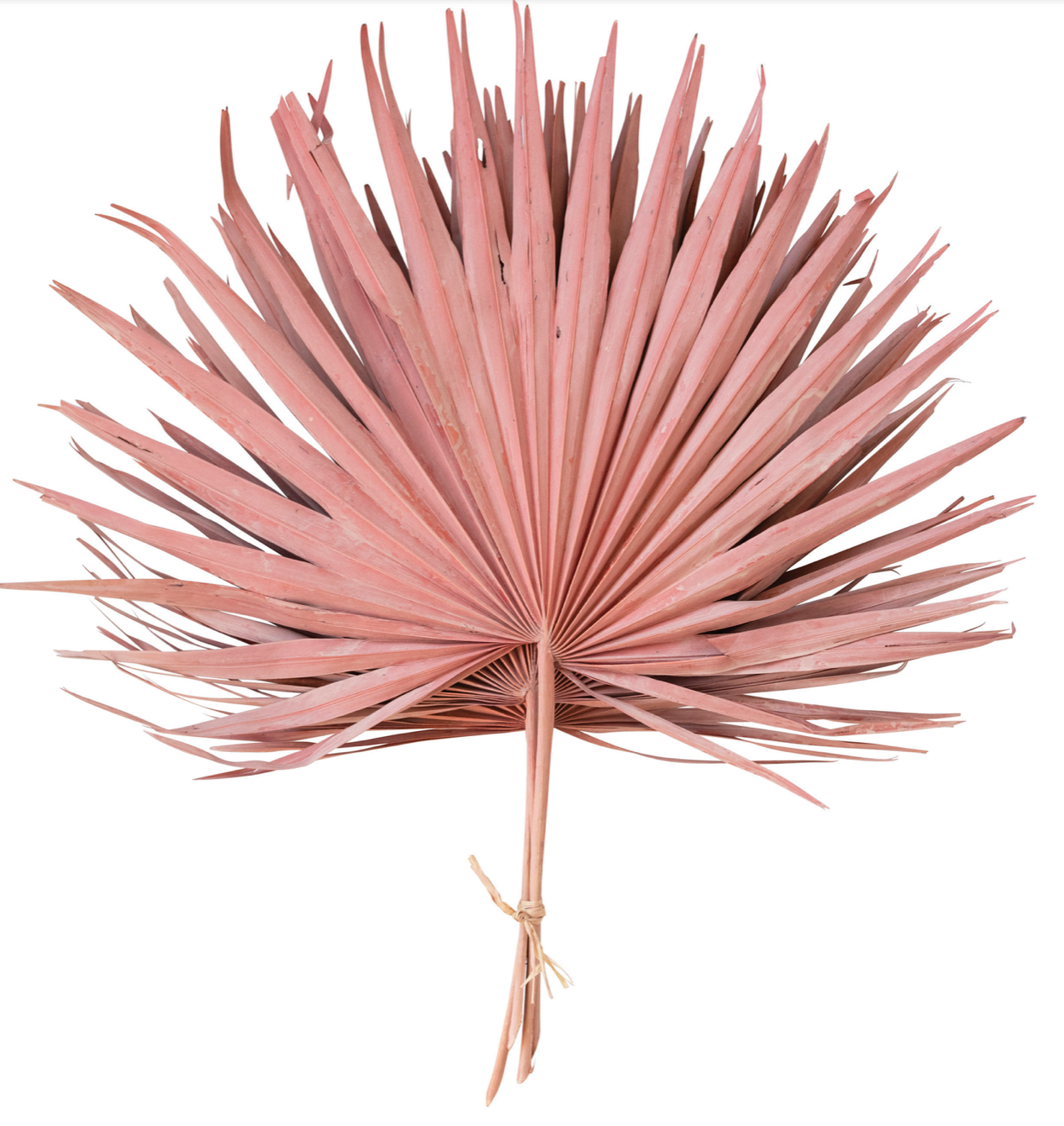 Pink Palm Leaf