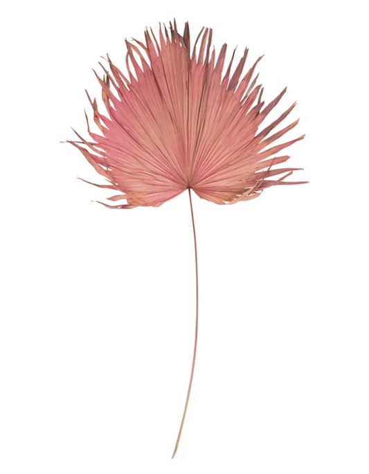 Raspberry Anahaw Dried Palm