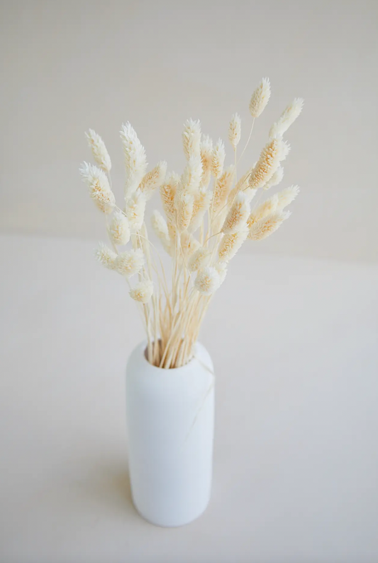 Dried White Phalaris Grass